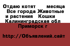 Отдаю котят. 1,5 месяца - Все города Животные и растения » Кошки   . Калининградская обл.,Приморск г.